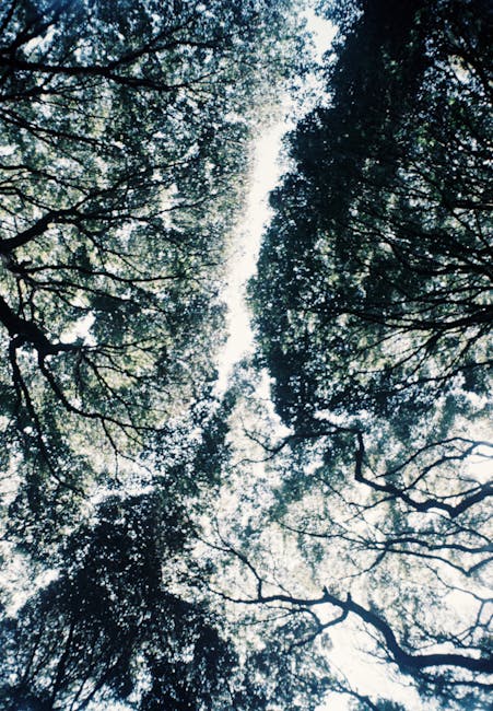 A view looking up at tall trees with dense foliage and branches reaching towards the sky, creating a canopy of green leaves and shadows. Light filters through the leaves, illuminating patches of the sky visible through the branches. The scene depicts a natural outdoor setting, reminiscent of a park or woodland area, often associated with outdoor environments near residential properties such as Valentines Park in Ilford. In the context of house removals and relocation services by Man and a Van Ilford, this image could represent the outdoor environment encountered during a home relocation process, such as transporting furniture or equipment through parkland or along tree-lined pathways as part of the moving logistics process.